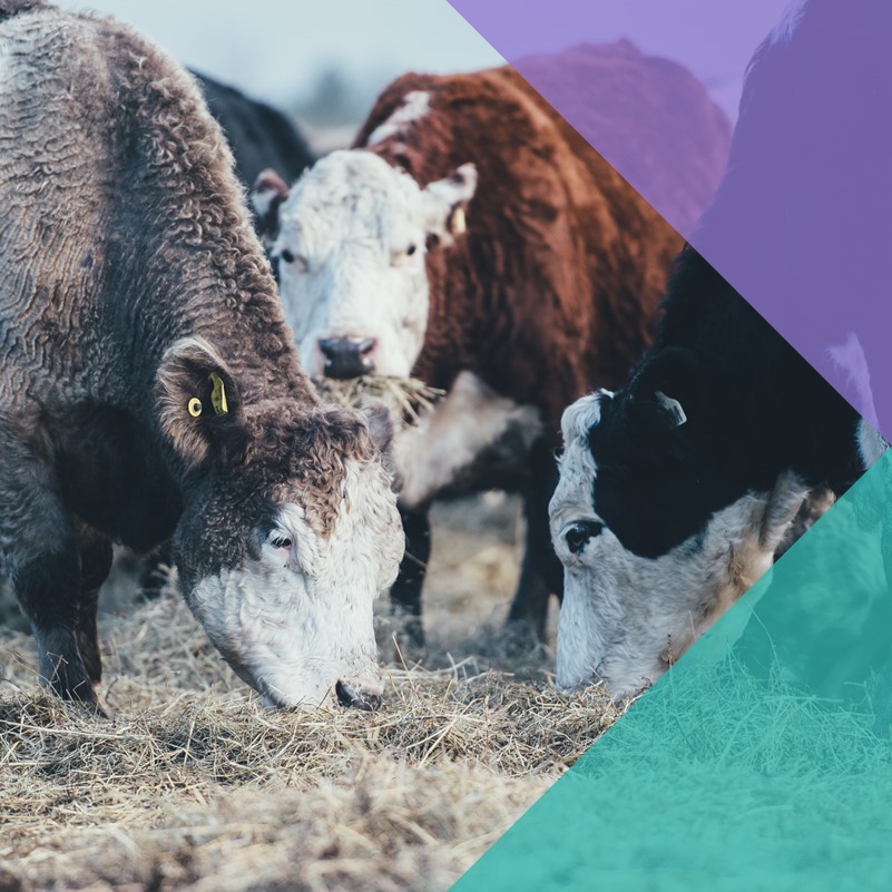 A photo of three farm cows eating from a hay pile